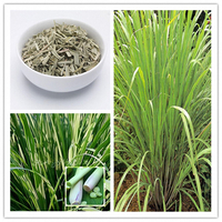Egrow 30 Pcs / Pack Citronnelle Graines Jardin Herbes Plantes DIY Maison Huile Essentielle
