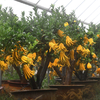 Egrow 30 Pcs / Pack Citrus Medica Graines Citrus Medica Sarcodactylis Arbre Citron Bergamote Arbre