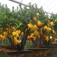 Egrow 30 Pcs / Pack Citrus Medica Graines Citrus Medica Sarcodactylis Arbre Citron Bergamote Arbre