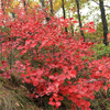 Egrow 30 Pcs / Pack Cotinus Graines Cotinus Arbre Semente Plante Cotinus Coggygria