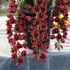 Egrow 30 PCS / Pack Cymbidium Orchid Graines Rouge Foncé Cymbidium Orchid Bonsai Maison Jardin Fleur Bonsa Plantes À L&