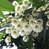 Egrow 30 Pcs / Pack Elaeocarpus Seeds Elaeocarpus Decipiens Arbre Plante Elaeocarpus Sylvestris