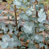 Egrow 30 Pcs / Pack Eucalyptus Graines Argent Dollar Arbre Eucalyptus Cinerea