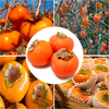 Egrow 30 Pcs / Pack Graines d