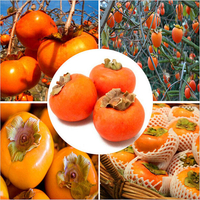 Egrow 30 Pcs / Pack Graines d