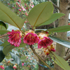 Egrow 30 Pcs / Pack Graines darbres Rhodoleia Championii Graines darbres Rhodoleia Championii