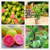 Egrow 30 Pcs / Pack Graines De Goyave Tropical Doux Arbre Des Plantes Semences pour Jardin Balcon Cour