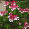 Egrow 30 Pcs / Pack Graines de géranium Pelargonium Bonsai Flower for Home Garden Plant