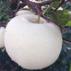 Egrow 30 Pcs / Pack Graines De Pomme Rare Pomme Blanche Bonsa Arbre Fruitier Bonsa Pomme Vivace Plantes En Pot DIY Mai