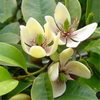 Egrow 30 Pcs / Pack Graines Dorchidées Michelia Figo Tree Plant Michelia Figo Folwer Seeds