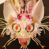 Egrow 30 Pcs / Pack Japonais singe Visage Orchidée Graines Jardin Dragon Graines De Fleurs