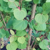 Egrow 30 Pcs / Pack Katsuratree Graines Katsuratree Arbre Plante Cercidiphyllum Japonicum