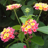 Egrow 30 Pcs / Pack Lantana Graines Lantana Camara Arbre Plan Graines De Fleurs Maison Jardin Graines
