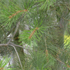 Egrow 30 Pcs / Pack Pinus Bungeana Arbre Graines Pinus Bungeana Arbre Semente Plante Pin Blanc