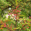 Egrow 30 Pcs / Pack Pistacia Weinmannifolia Tree Seeds Pistacia Weinmannifolia Tree Plant Pistacia Weinmannifolia