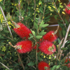 Egrow 30 Pcs / Pack Rigidus Graines Stiff Bouteille-Brosse Arbre Plante Callistemon Rigidus Pour La Maison Jardin Décor