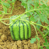 Egrow 30 Pcs / Pack Square Watermelons Graines Accueil Jardin Simple Géométrique Fruits Doux Plantes