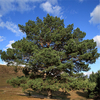 Egrow 30 Pcs / Pack Sylvestris Tree Seeds Pinus Sylvestris Tree Semente Plant Chinese Pinus Tree