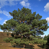 Egrow 30 Pcs / Pack Sylvestris Tree Seeds Pinus Sylvestris Tree Semente Plant Chinese Pinus Tree