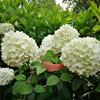 Egrow 30 Pcs / Pack Viburnum Macrocephalum Graines Darbres Graines De Fleurs Maison Jardin Décoration