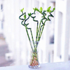 Egrow 30 PCS / Paquet Bambou Bonsa Graines Plantes En Pot Purifier Dracaena Plantas Plantation Simple Pour Le Jardinage
