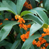 Egrow 30 Pcs / Paquet Doux Parfumé Osmanthus Arbre Graines Doux Parfumé Osmanthus Arbre