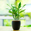 Egrow 30 PCS / Paquet Graines De Bambou Chanceux Bonsa Absorbent La Poussière Arbre Arbre Anti-Radiation Dracaena Maiso