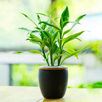 Egrow 30 PCS / Paquet Graines De Bambou Chanceux Bonsa Absorbent La Poussière Arbre Arbre Anti-Radiation Dracaena Maiso