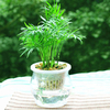 Egrow 30 PCS / Paquet Les graines de bambou chanceuses choisissent une variété de bonsa en pot complète de l’usine de D