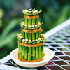 Egrow 30 PCS / Paquet Lucky Bamboo Bonsai Graines De Petites Plantes En Pot Purifient Dracaena Plantas Plantation Simple