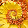 Egrow 30 Pcs / Sac Miracle Daisy Graines Hardy Bonsa Plantes Nouvelle Arrivée Rare Graines De Fleurs Fleurs Ornementale