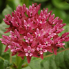Egrow 30 Pcs / Sac Violet Asclepias Graines Jardin Fleurs Plantes de Cadeau Bonsa Graines Milkweed Hôte Graines