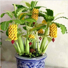 Egrow 30 Pcs Nain Banane Graines Bonsa Arbre Fruits Tropicaux Graines Balcon Fleur pour Les Plantes À La Maison