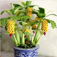 Egrow 30 Pcs Nain Banane Graines Bonsa Arbre Fruits Tropicaux Graines Balcon Fleur pour Les Plantes À La Maison