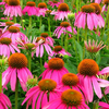 Egrow 300 Pcs / Pack Echinacea Graines Purple Coneflowe Bonsai pour Maison Jardin Plante