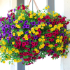 Egrow 300 Pcs / Pack Pétunia Graines Vivaces Herbe Bonsa Intérieur Extérieur Suspendus Décoration Plantes