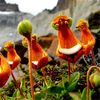 Egrow 30Pcs / Pack Calceolaria Uniflora Graines De Fleurs Rares Graines De Végétation Alpine