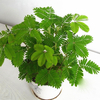 Egrow 30Pcs / Pack Mimosa Semences Cour de jardin Herbe timide Bashful plantes sensibles en pot