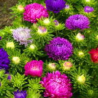 Egrow 30pcs / pack multicolore Aster Bonsai graines jardin de fleurs de chrysanthème chinois pour les plantes à la maiso