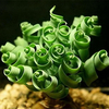 Egrow 30Pcs / Pack spirale Mimosa graines jardin vert timide Bashful pour la cour du balcon
