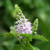 Egrow 30pcs Mentha Spicata Graines de menthe verte Graines de fleurs vivaces