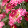 Egrow 40 Pcs / Pack Boule Chrysanthème Graines Softcover Bonsa Balcon Plantes