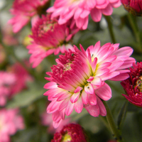 Egrow 40 Pcs / Pack Boule Chrysanthème Graines Softcover Bonsa Balcon Plantes