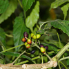 Egrow 40 Pcs / Pack Brucea Javanica Tree Seeds Brucea Javanica Plant Java Brucea Tree Herb