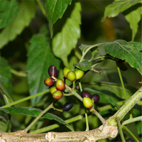 Egrow 40 Pcs / Pack Brucea Javanica Tree Seeds Brucea Javanica Plant Java Brucea Tree Herb
