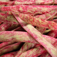 Egrow 40 Pcs / Pack Graines de haricots Phaseolus Arbre Vulgaris Vgetable pour Maison Jardin Plante