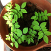Egrow 40 Pcs / Pack Graines de Palissandre Parfumées Rare Parfumée Palissandre Arbre Semente Plante Dalbergia Odorifera