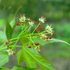 Egrow 40 Pcs / Pack Pentaphyll Maple Tree Des graines Pentaphyll Maple Tree Semente Plant Truncate Maple Pour Acer Trunc