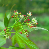 Egrow 40 Pcs / Pack Pentaphyll Maple Tree Des graines Pentaphyll Maple Tree Semente Plant Truncate Maple Pour Acer Trunc