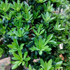 Egrow 40 Pcs / Pack Podocarpus Graines Podocarpus Macrophyllus Arbre Plante Maison Jardin Plante